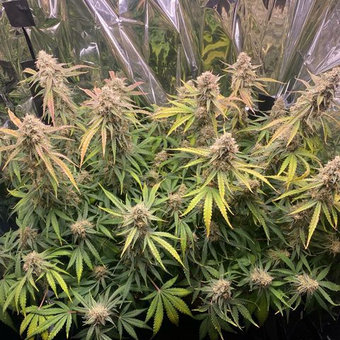 Epsilon F1 growlog timeline photo