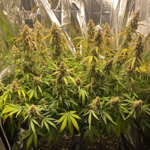 Epsilon F1 growlog timeline photo