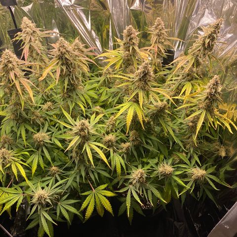 Epsilon F1 growlog timeline photo
