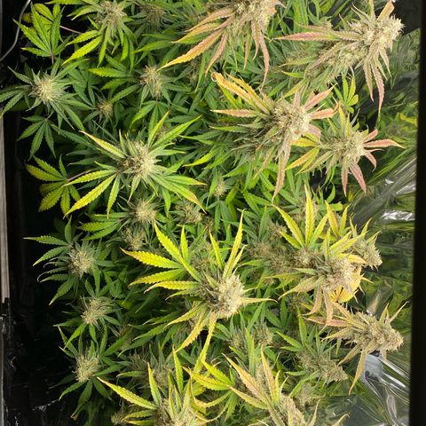 Epsilon F1 growlog timeline photo