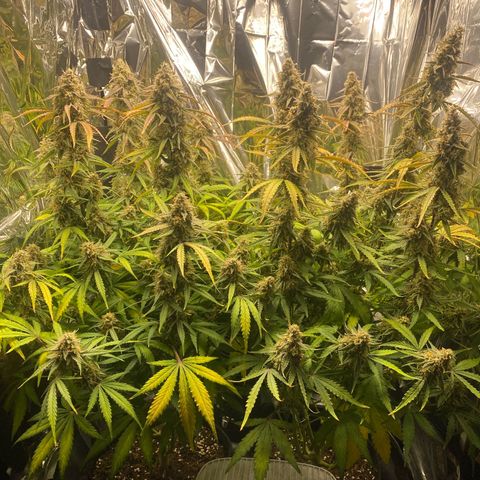 Epsilon F1 growlog timeline photo