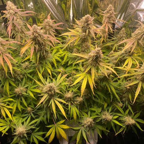 Epsilon F1 growlog timeline photo