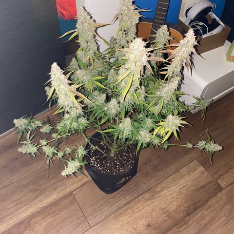 Epsilon F1 growlog timeline photo
