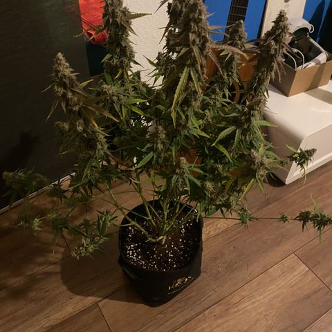 Epsilon F1 growlog timeline photo