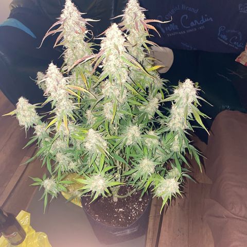 Epsilon F1 growlog timeline photo