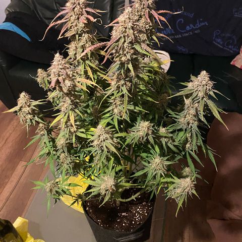 Epsilon F1 growlog timeline photo