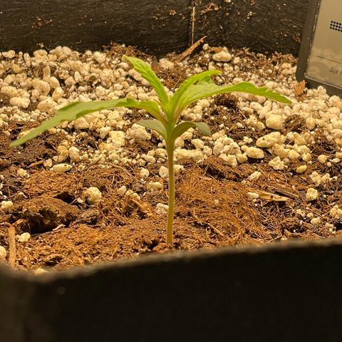 GMO Auto growlog timeline photo