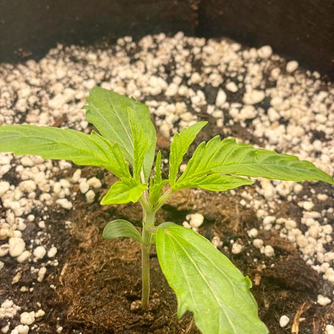 GMO Auto growlog timeline photo