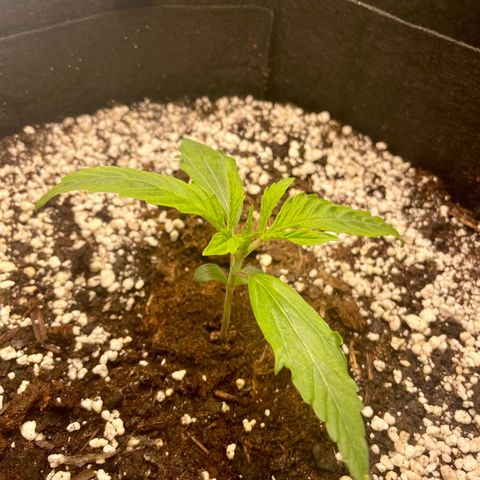 GMO Auto growlog timeline photo