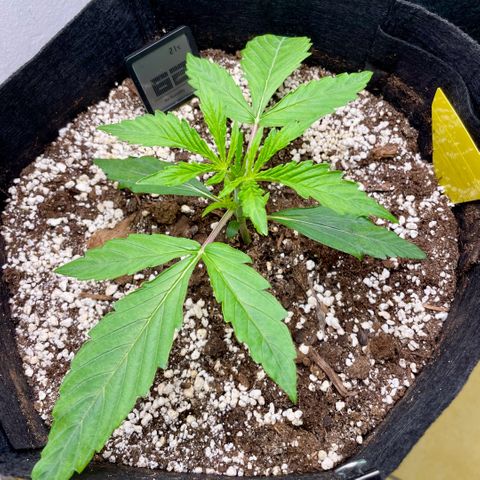 GMO Auto growlog timeline photo