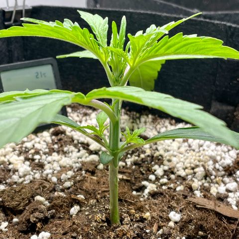 GMO Auto growlog timeline photo