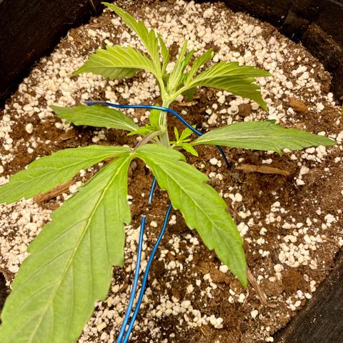 GMO Auto growlog photo: 1st LST