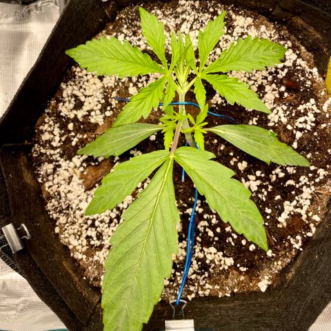 GMO Auto growlog timeline photo