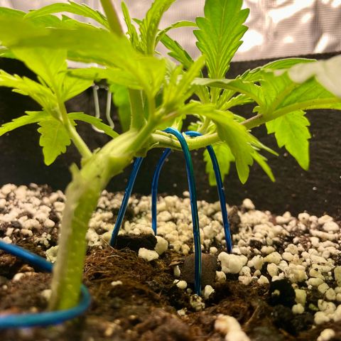 GMO Auto growlog timeline photo