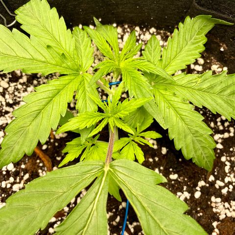 GMO Auto growlog timeline photo