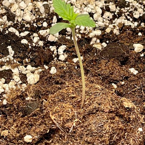 Humboldt Dream growlog timeline photo