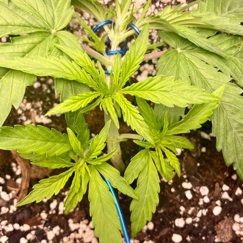 GMO Auto growlog timeline photo