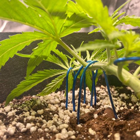 GMO Auto growlog timeline photo