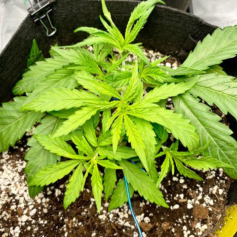 GMO Auto growlog timeline photo