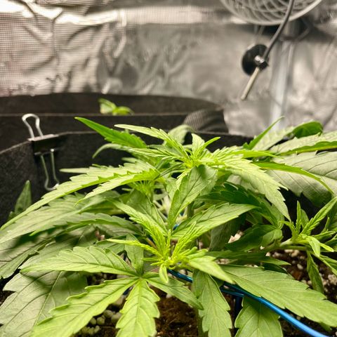 GMO Auto growlog timeline photo