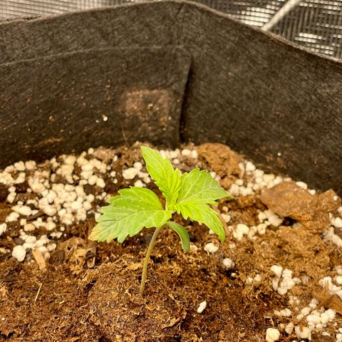 Humboldt Dream growlog timeline photo