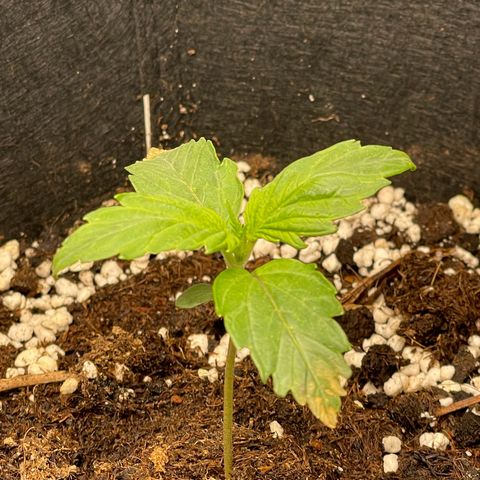 Humboldt Dream growlog timeline photo