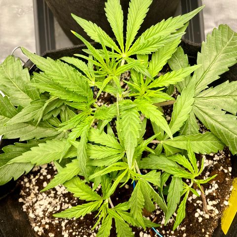 GMO Auto growlog timeline photo