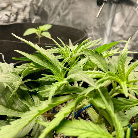 GMO Auto growlog timeline photo