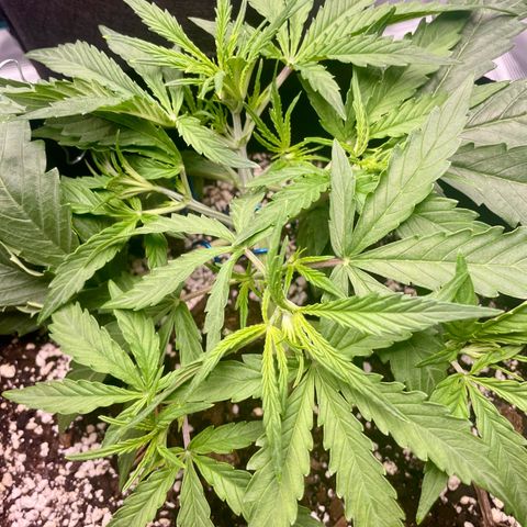 GMO Auto growlog timeline photo