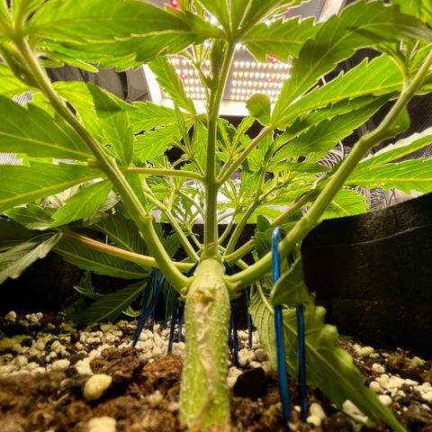 GMO Auto growlog timeline photo