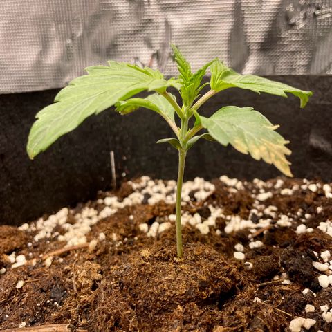 Humboldt Dream growlog timeline photo
