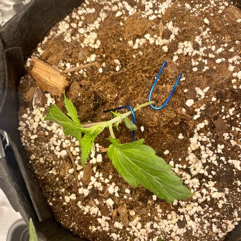 Humboldt Dream growlog timeline photo
