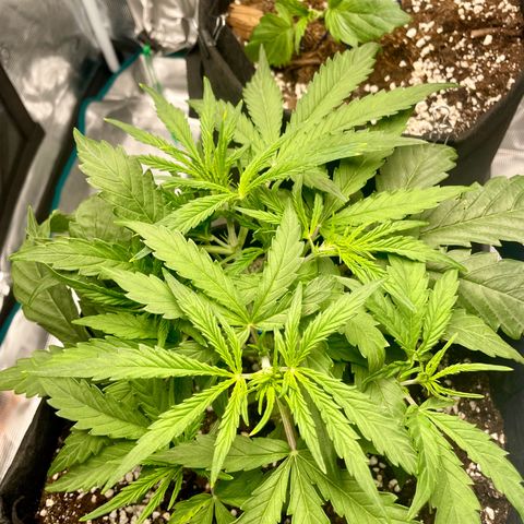 GMO Auto growlog timeline photo