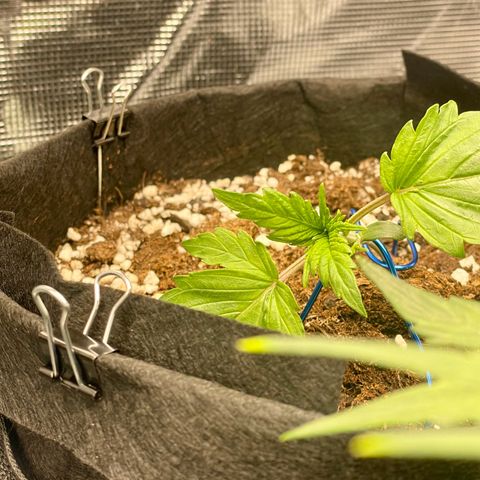 Humboldt Dream growlog timeline photo