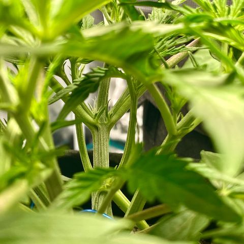 GMO Auto growlog timeline photo