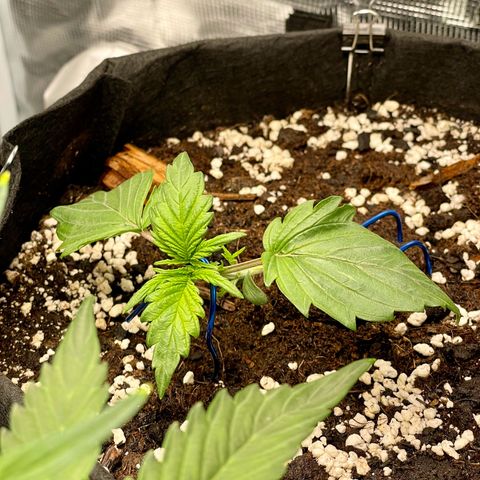 Humboldt Dream growlog timeline photo