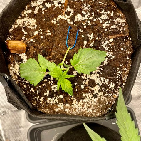 Humboldt Dream growlog timeline photo