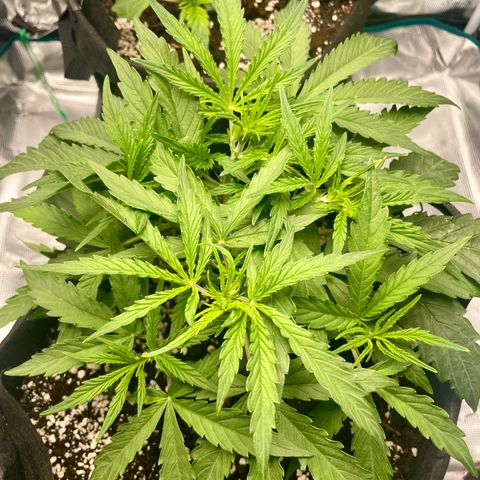 GMO Auto growlog timeline photo