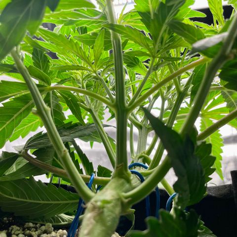 GMO Auto growlog timeline photo