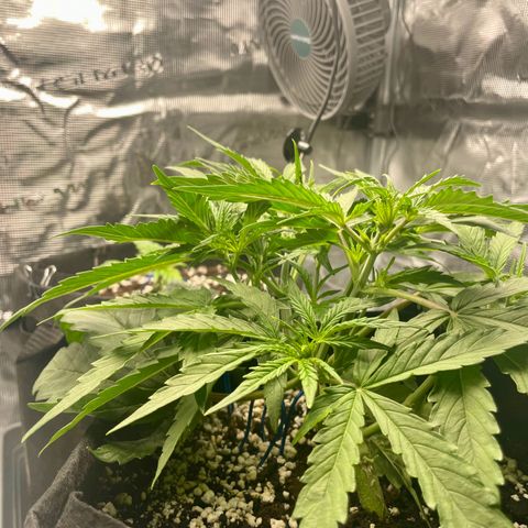 GMO Auto growlog timeline photo