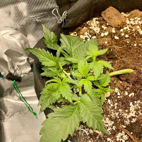 Humboldt Dream growlog timeline photo