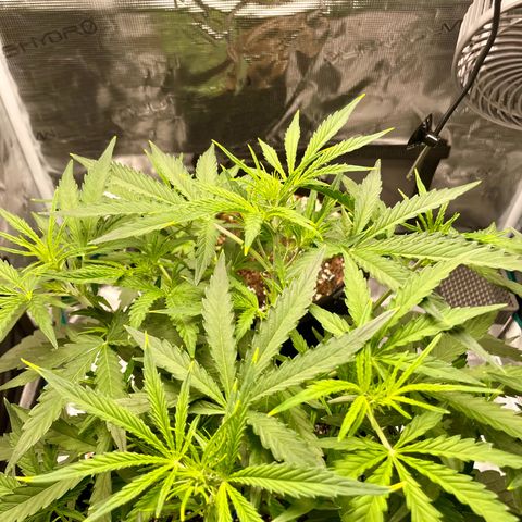 GMO Auto growlog timeline photo