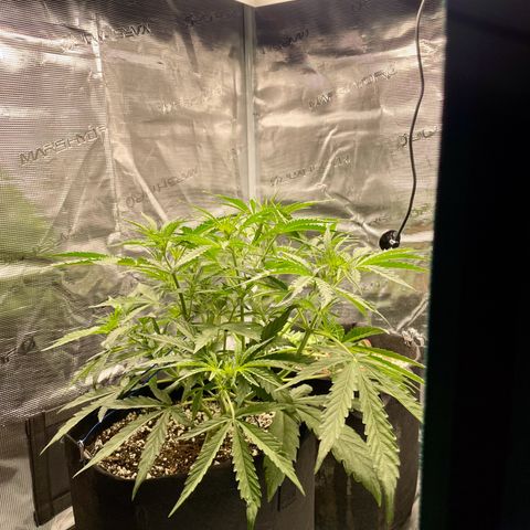 GMO Auto growlog timeline photo