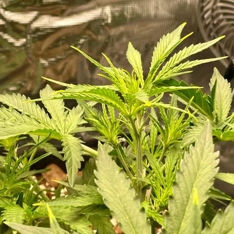 GMO Auto growlog timeline photo