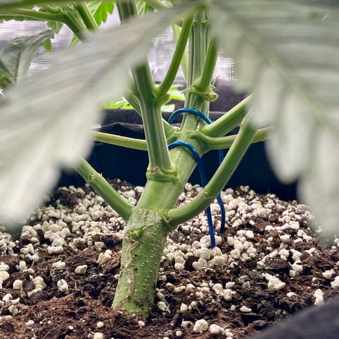 GMO Auto growlog timeline photo