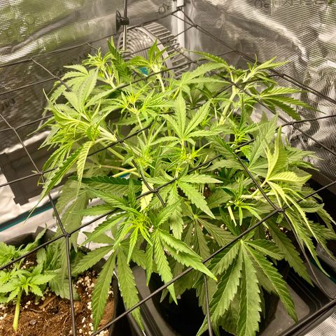 GMO Auto growlog timeline photo