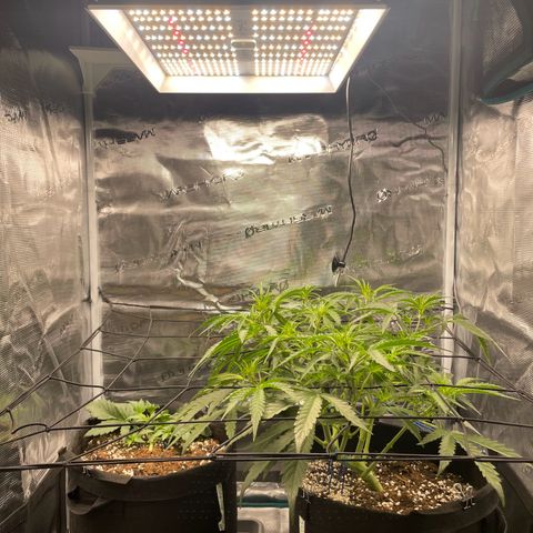GMO Auto growlog timeline photo