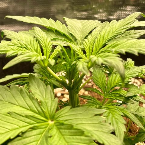 Humboldt Dream growlog timeline photo