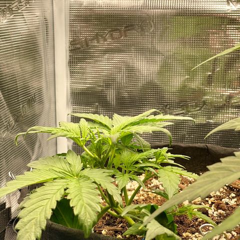 Humboldt Dream growlog timeline photo