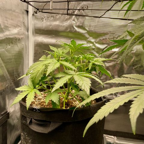 Humboldt Dream growlog timeline photo